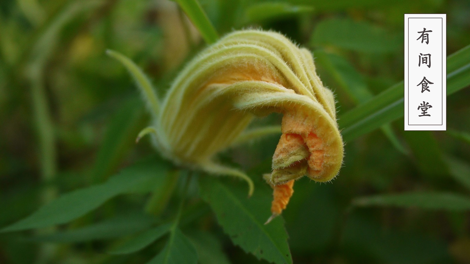 可以食用的花黄色 t012fd69b55c6d572a3.jpg?size=1600x899?zoom_out=80