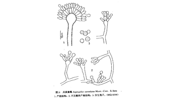 具黄曲霉