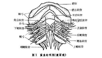 鲨鱼的咽颅代表典型的原始型,由7对咽弓组成(图1.