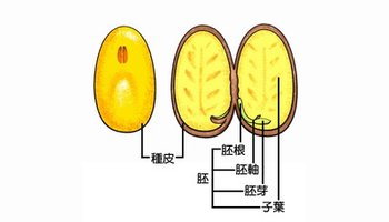 裸子植物的雌配子