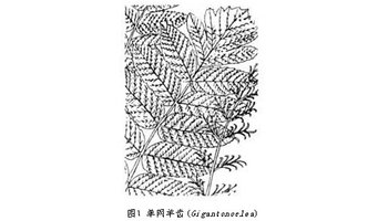 已知有4个属:华夏羊齿 cathaysiop teris,小羽片仅具一级羽状侧脉