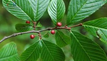 eae 目:管花目tubiflorae 科:鼠李科rhamnaceae 属:鼠李属rhamnus 种