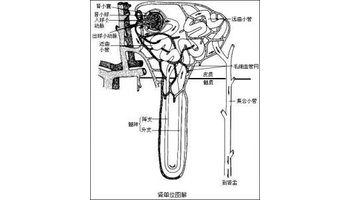 肾小囊