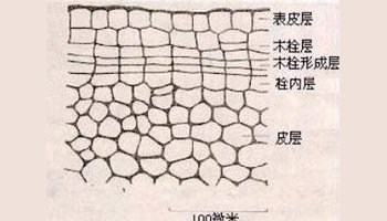 表皮与周皮之间有什么区别