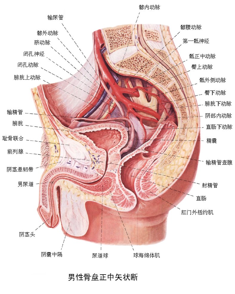 男性尿道