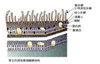 革兰氏阴性菌