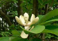 厚朴(Magnolia officinalis)