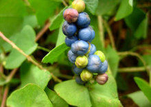 山荞麦