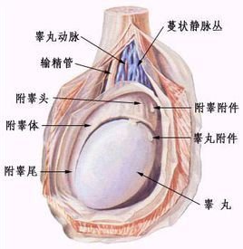 细菌性阴炎怎么治疗