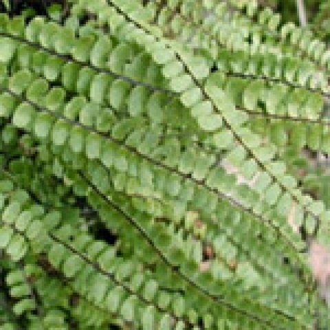 (图)铁角凤尾草