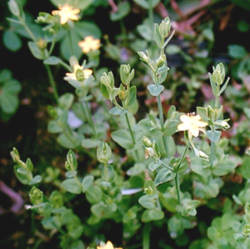 《分类草药性》),七寸金,一条香(《福建民间草药》),金锁匙,红孩儿