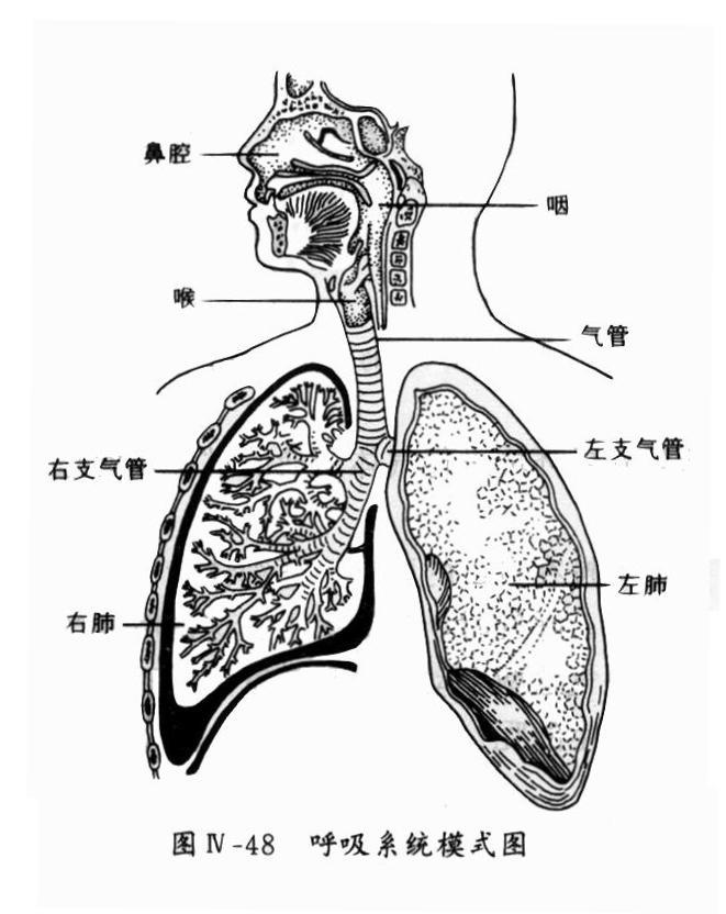 呼吸系统