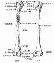 尺骨鹰嘴牵引治疗少儿肱骨踝上骨折