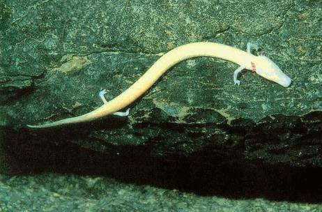 洞螈proteus+anguinus身长不到30厘米