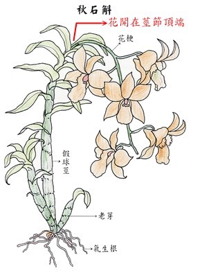 石斛兰