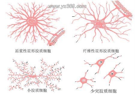 否则在光镜下很难鉴别,为中枢神经系统的其它细胞提供支架,与神经元