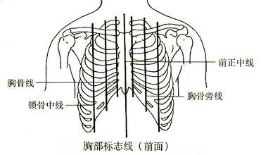 7.后正中线 沿身体后面中线(通过椎骨棘突)所作的垂线. 8.