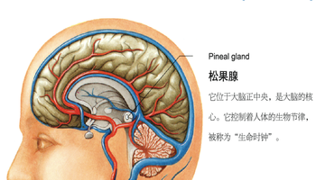 功效机理 pineal gland(松果腺)它位于大脑的正中央,是大脑的核心.