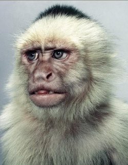 想变成人的猴子