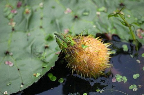 又称水八鲜,包括茭白,莲藕,水芹,芡实(鸡头米,茨菰(慈菇,荸荠,莼菜